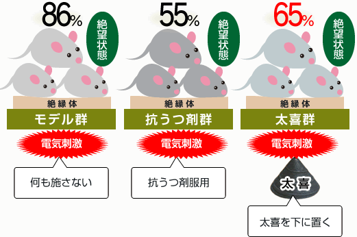 太喜のうつ病マウスモデルへの影響の実験イメージ