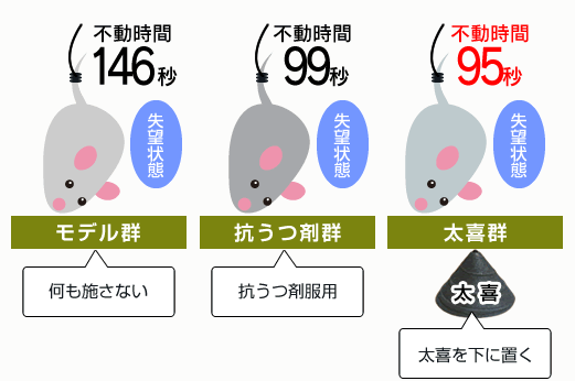 太喜のうつ病マウスモデルへの影響の実験イメージ