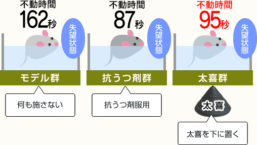 太喜のうつ病マウスモデルへの影響の実験イメージ